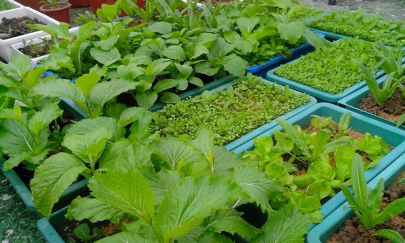 Bà nội trợ nên chọn chậu nhựa trồng rau giá rẻ không?